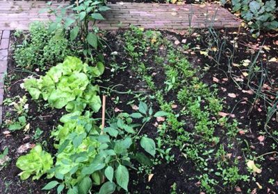 Na 3 mislukte pogingen is onze moestuin nu eindelijk in bloei. Wijze les: geef n…